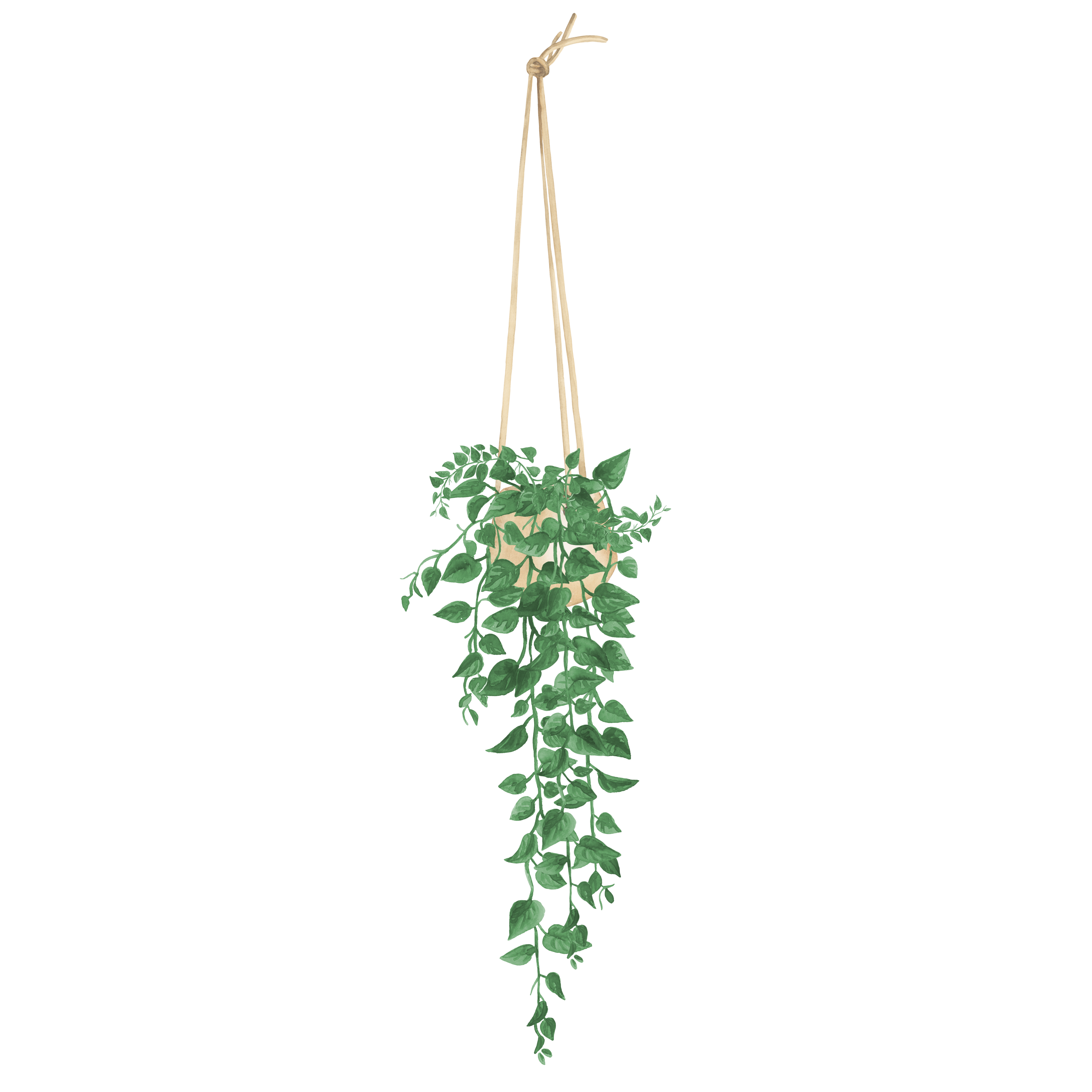 climbing plant1