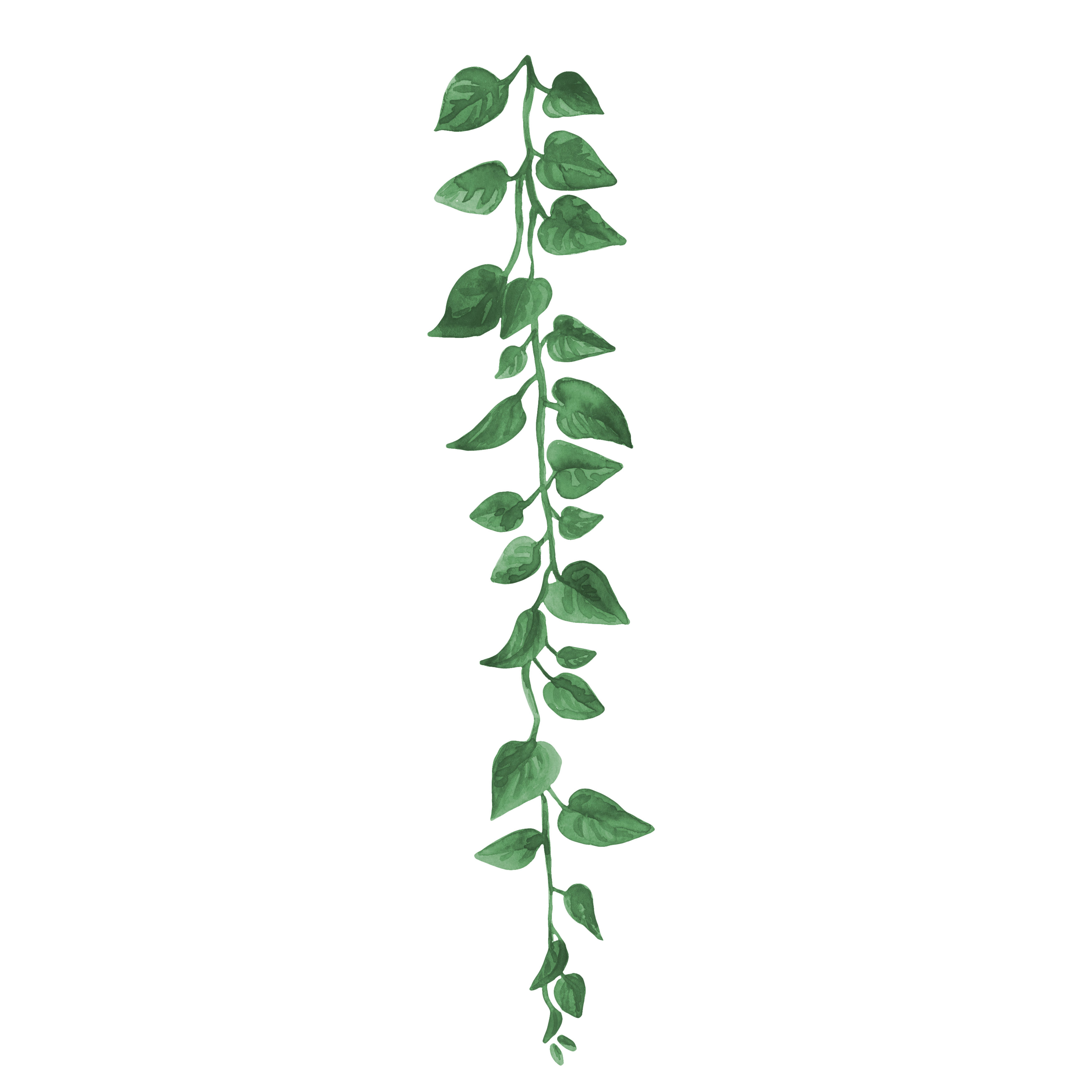 climbing plant1a