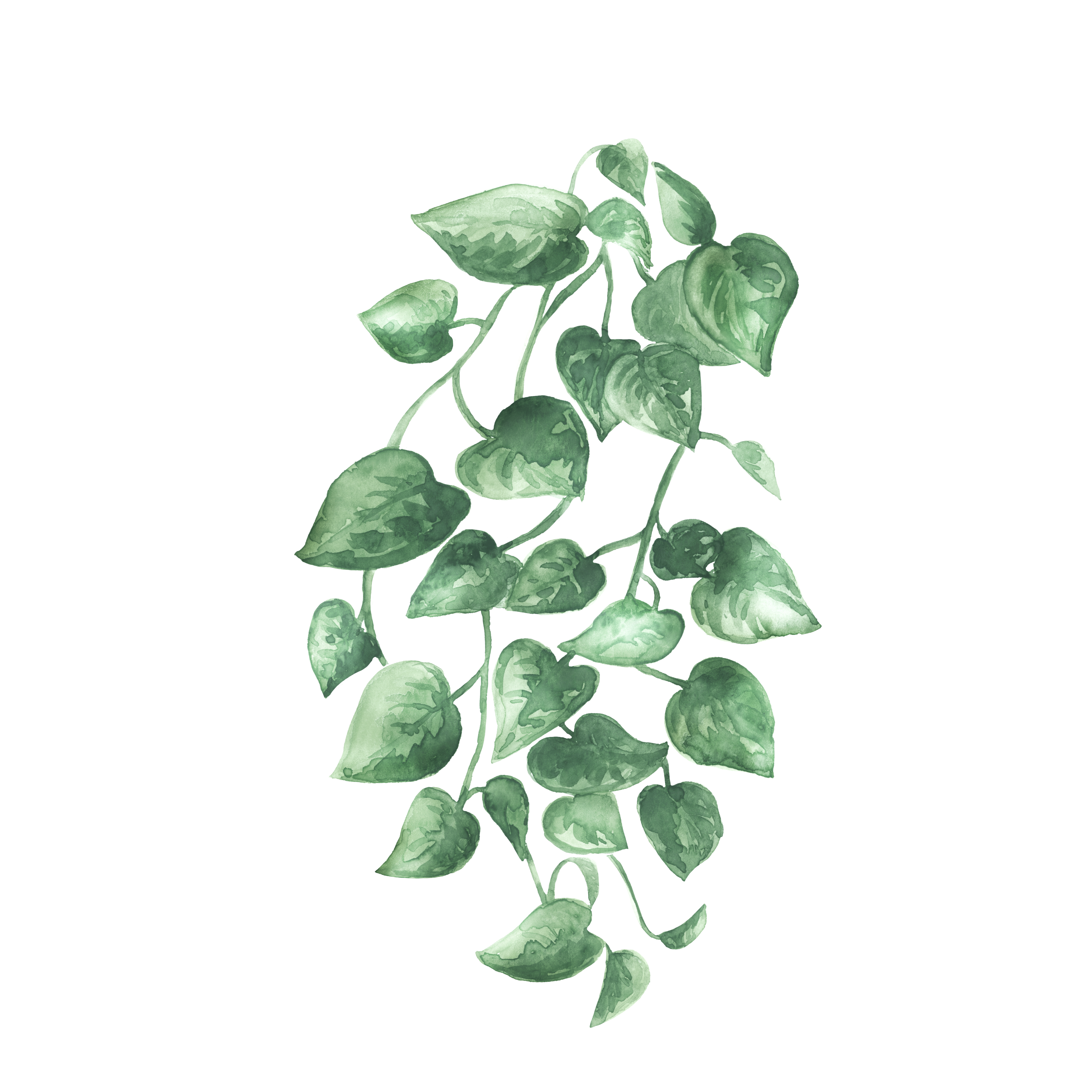 plant without pot1