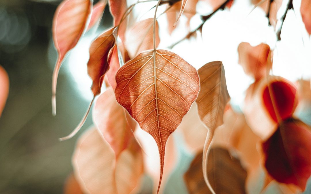 Trauma or Personality Trait Series (Part 3): Introversion